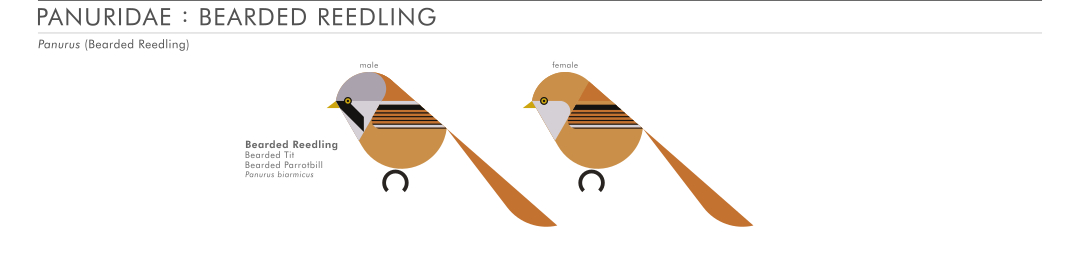 scott partridge - AVE - avian vector encyclopedia - bearded reedling - bird vector art
