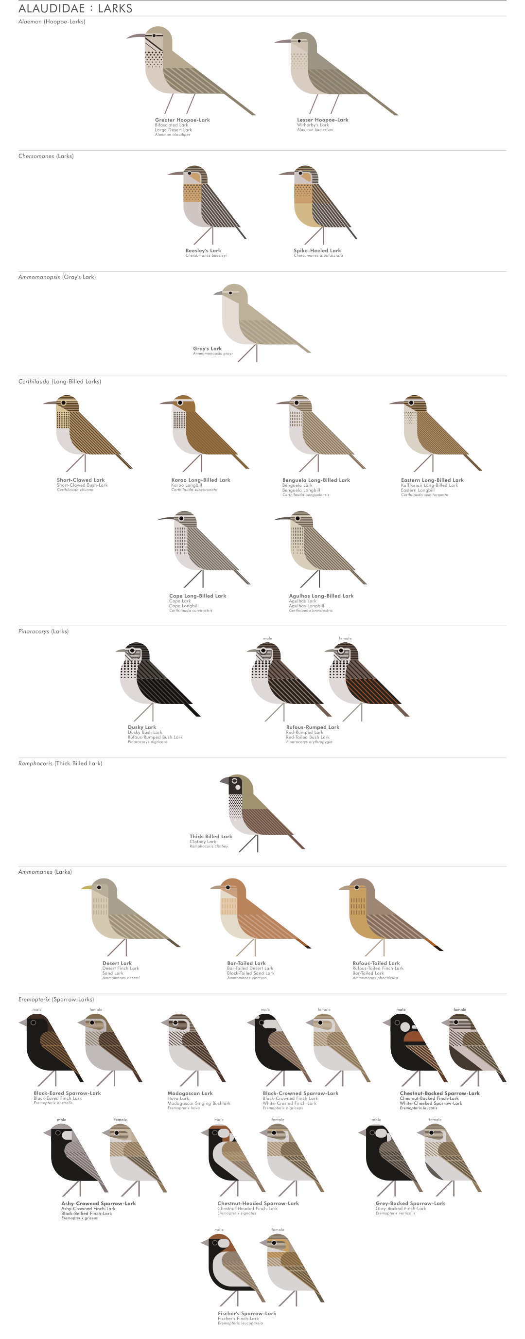 scott partridge - AVE - avian vector encyclopedia - larks - bird vector art