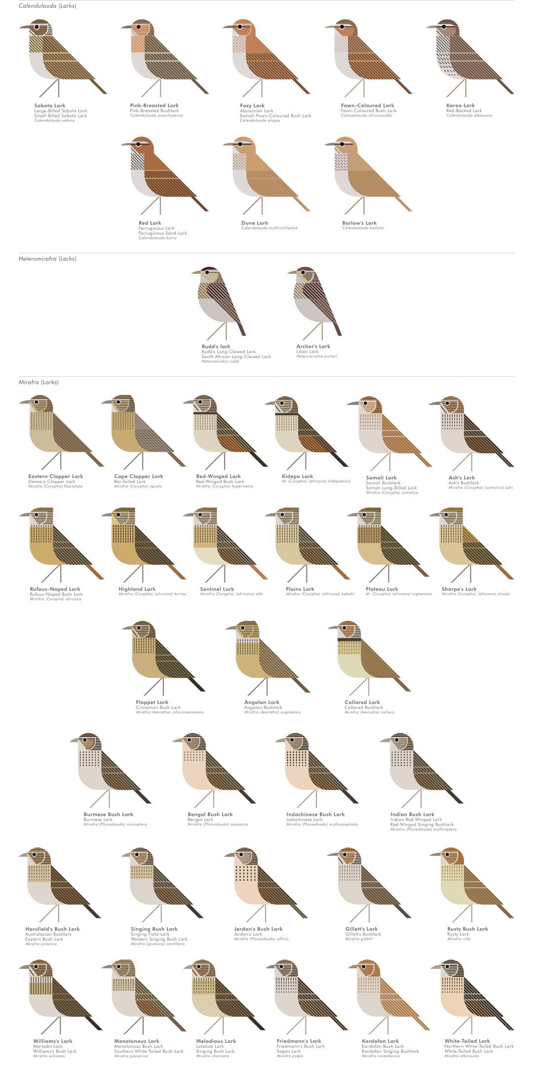 scott partridge - AVE - avian vector encyclopedia - larks - bird vector art