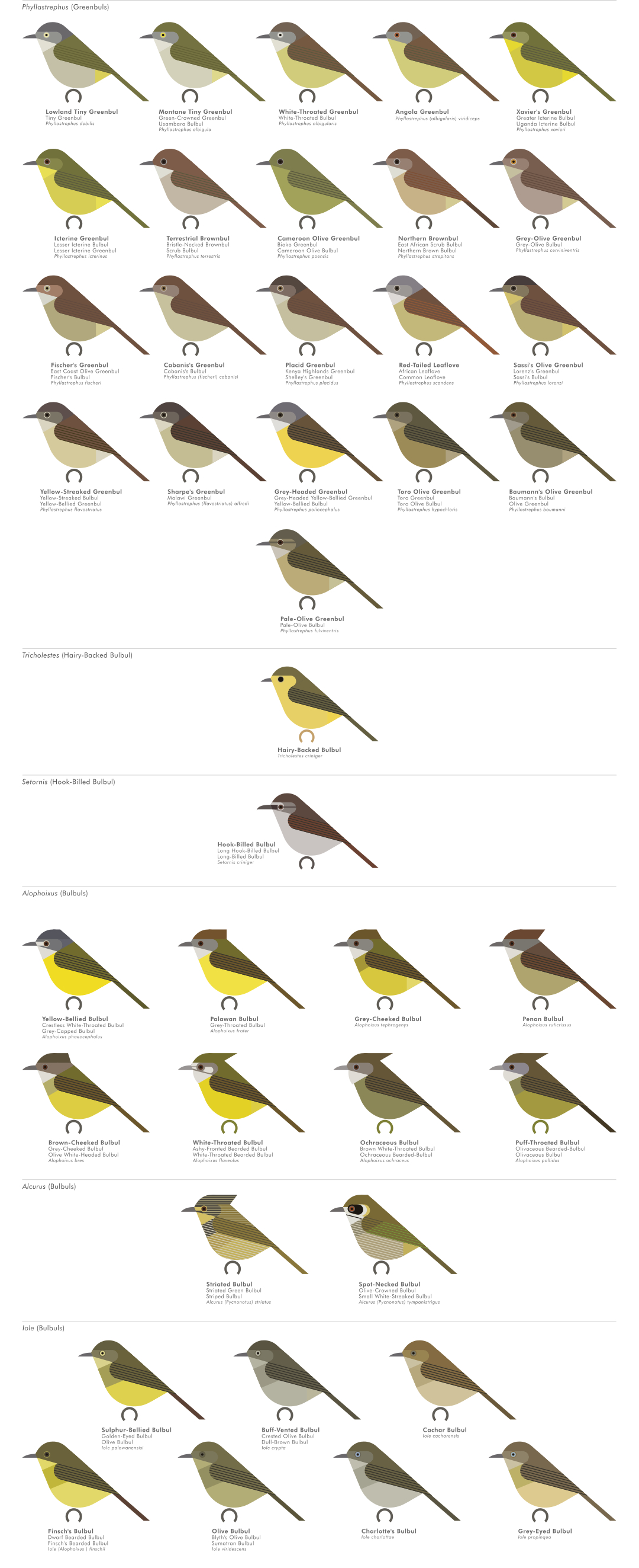 scott partridge - AVE - avian vector encyclopedia - bulbuls - bird vector art