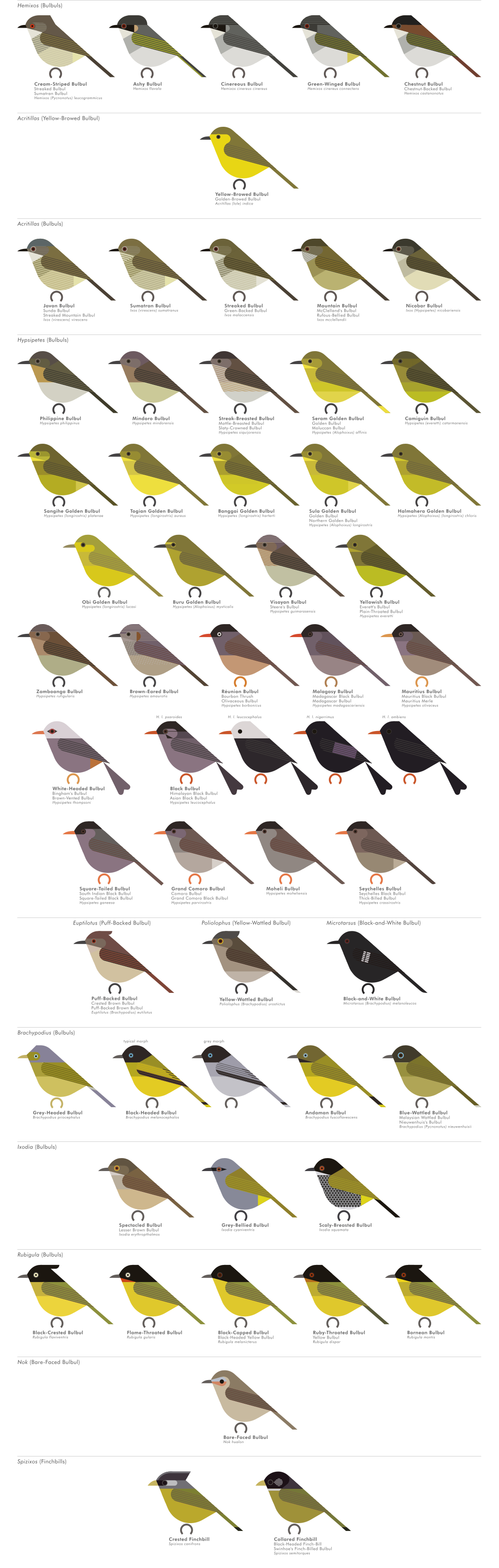 scott partridge - AVE - avian vector encyclopedia - bulbuls - bird vector art