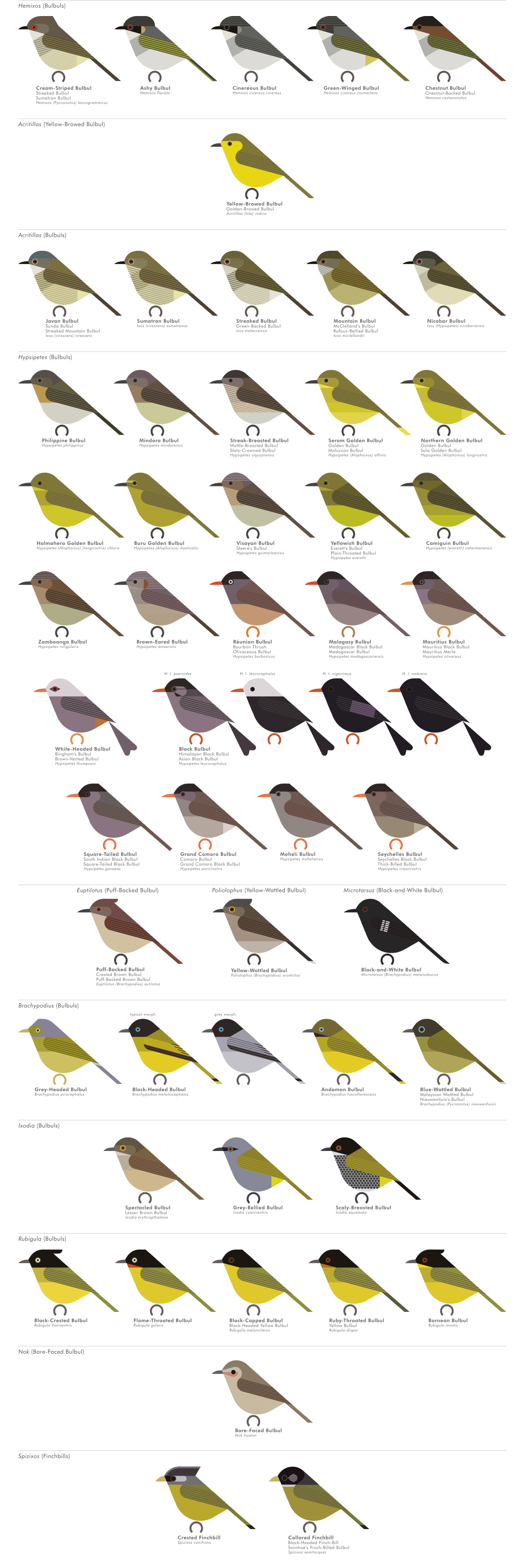 scott partridge - AVE - avian vector encyclopedia - bulbuls - bird vector art