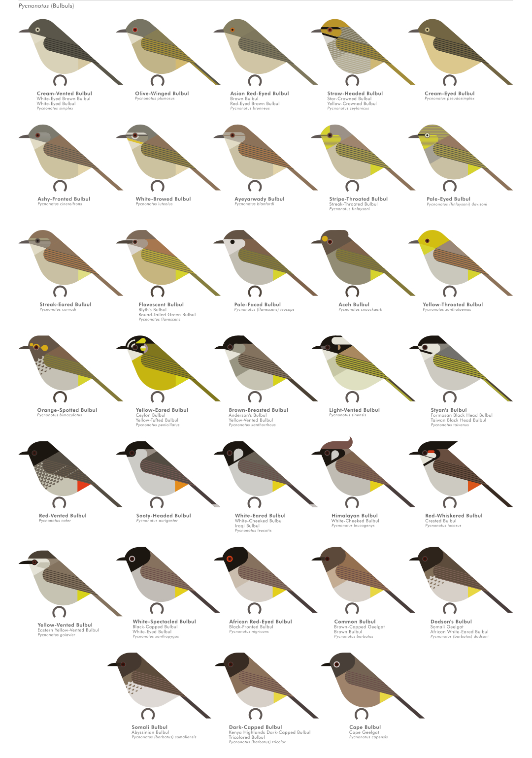 scott partridge - AVE - avian vector encyclopedia - bulbuls - bird vector art