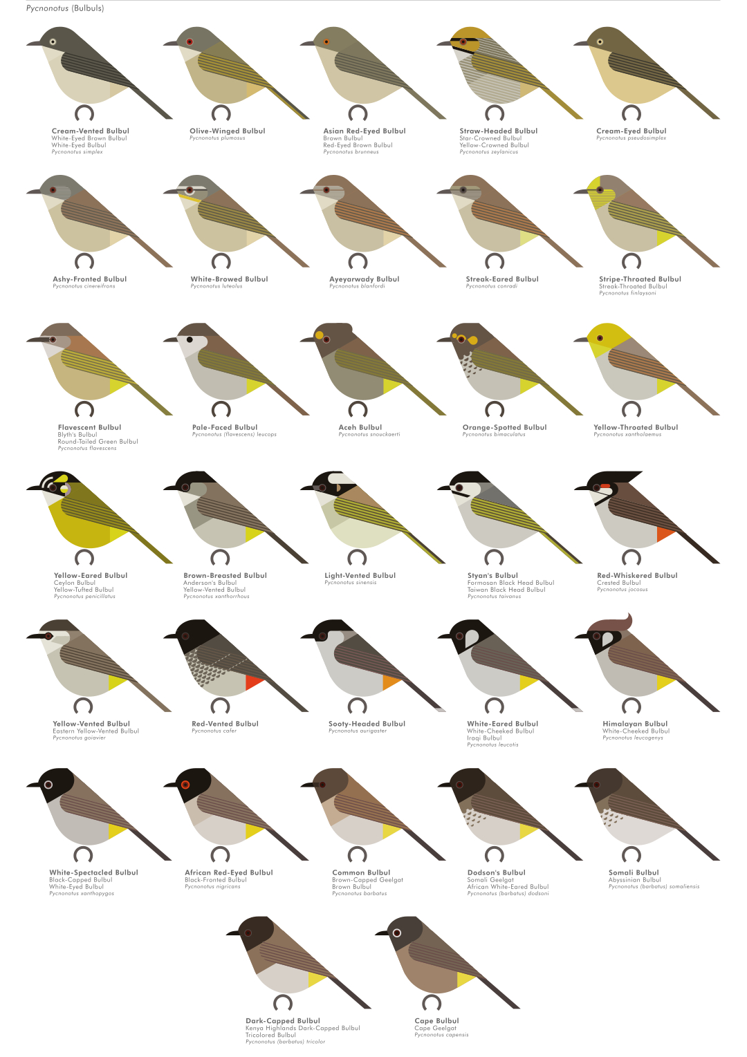 scott partridge - AVE - avian vector encyclopedia - bulbuls - bird vector art