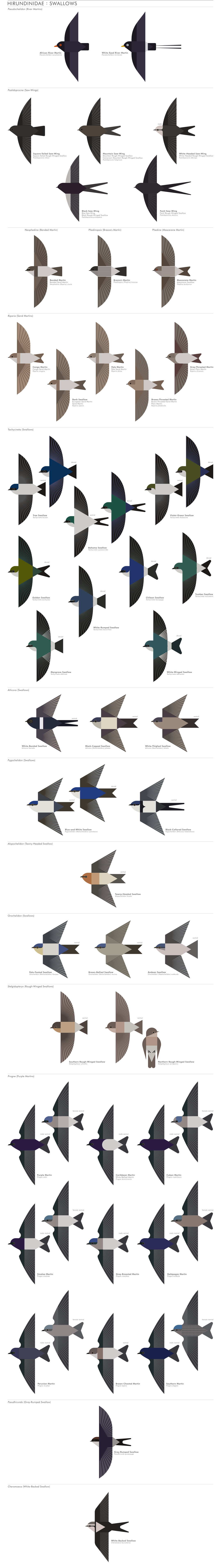 scott partridge - AVE - avian vector encyclopedia - swallows - bird vector art