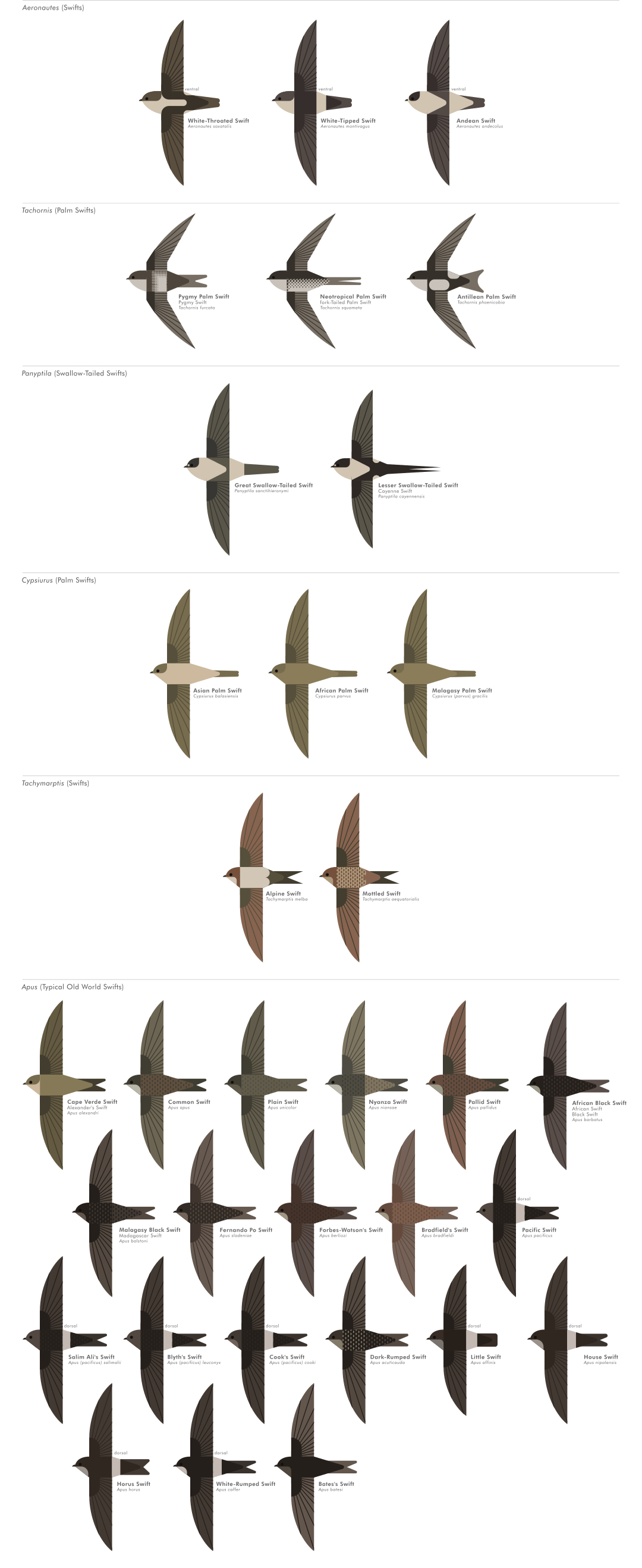 scott partridge - ave - avian vector encyclopedia - swifts Apodiformes - vector bird art