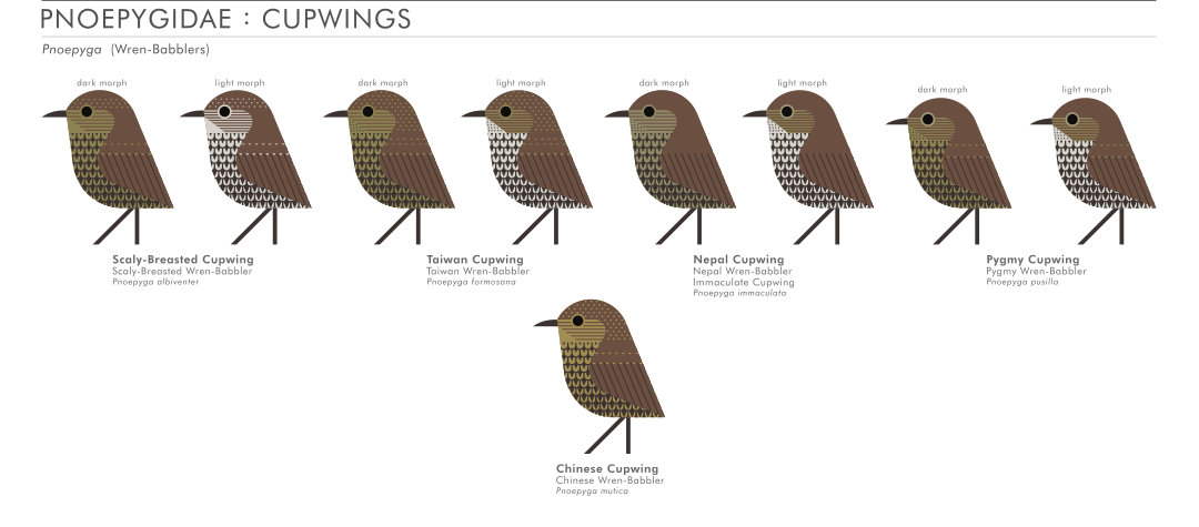 scott partridge - AVE - avian vector encyclopedia - cupwings - bird vector art