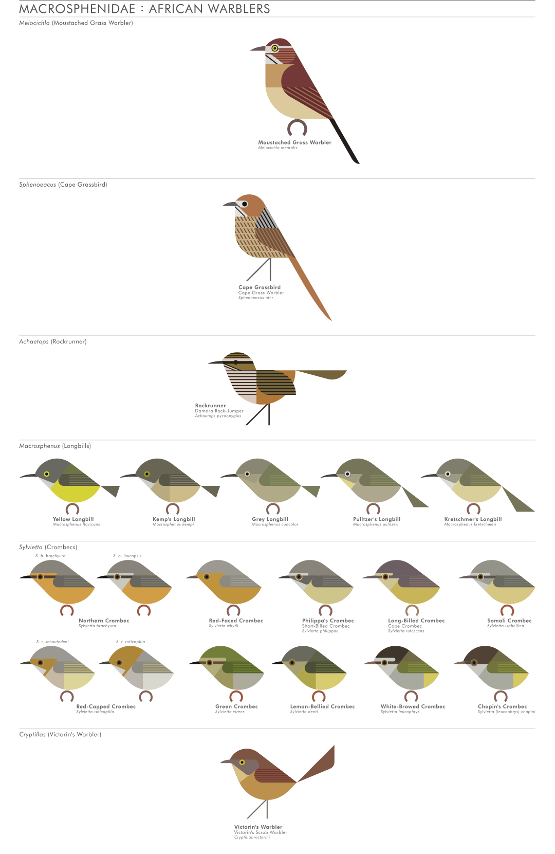 scott partridge - AVE - avian vector encyclopedia - crombecs - bird vector art