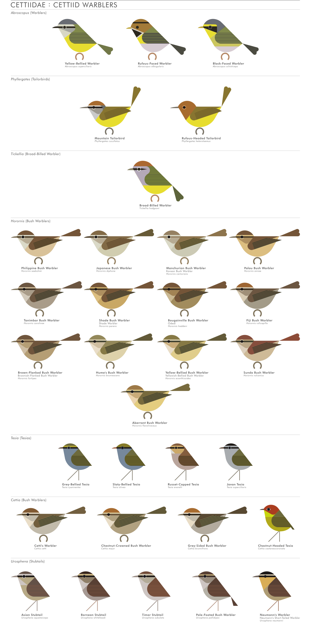 scott partridge - AVE - avian vector encyclopedia - cetiids - bird vector art