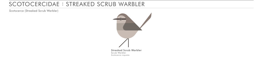 scott partridge - AVE - avian vector encyclopedia - scrub warbler - bird vector art