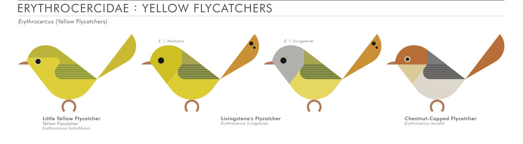scott partridge - AVE - avian vector encyclopedia - yellow flycatchers - bird vector art