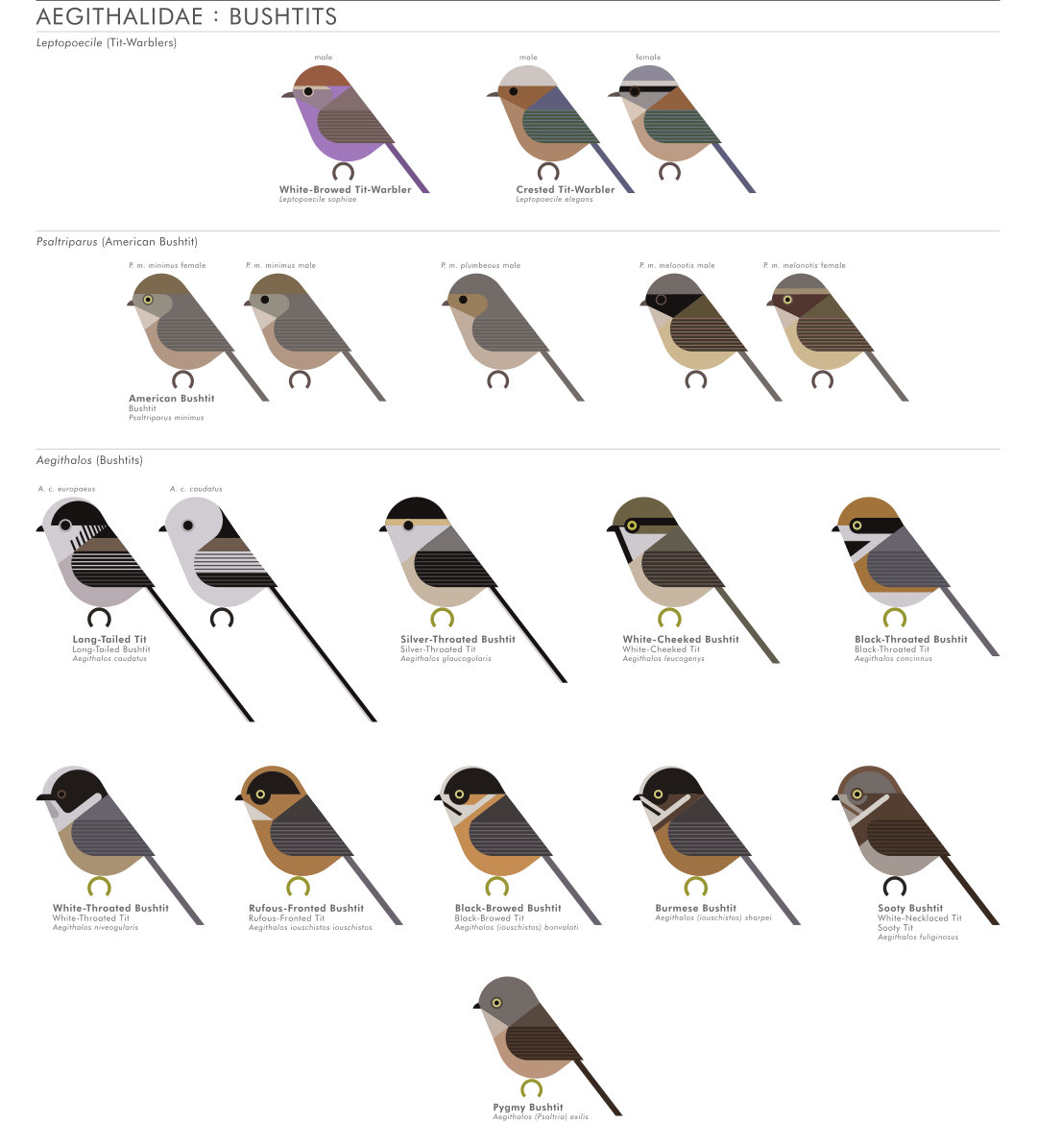 scott partridge - AVE - avian vector encyclopedia - bushtits - bird vector art
