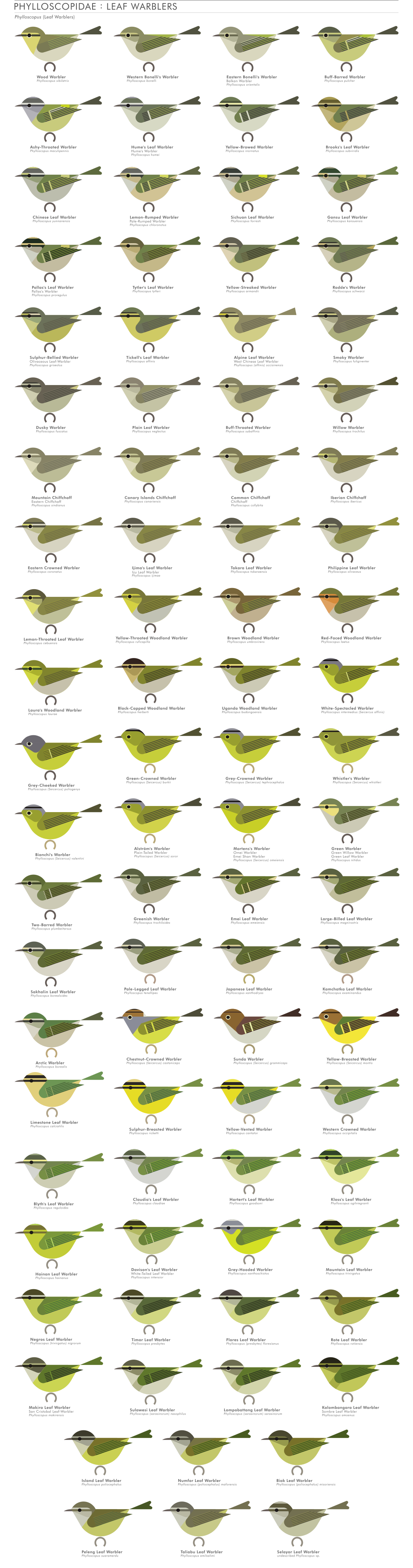 scott partridge - AVE - avian vector encyclopedia - leaf warblers - bird vector art