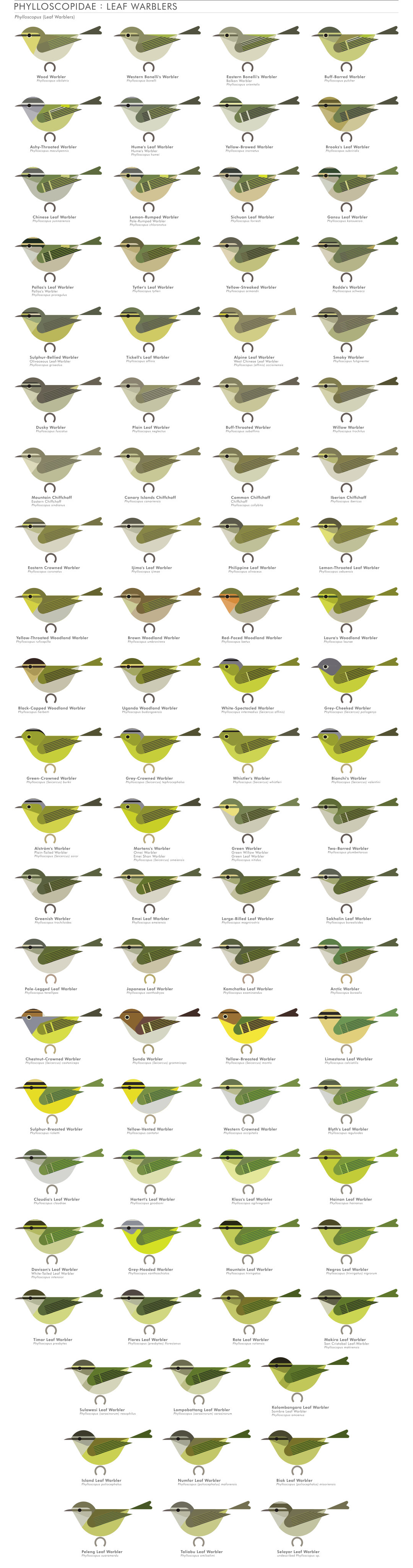 scott partridge - AVE - avian vector encyclopedia - leaf warblers - bird vector art