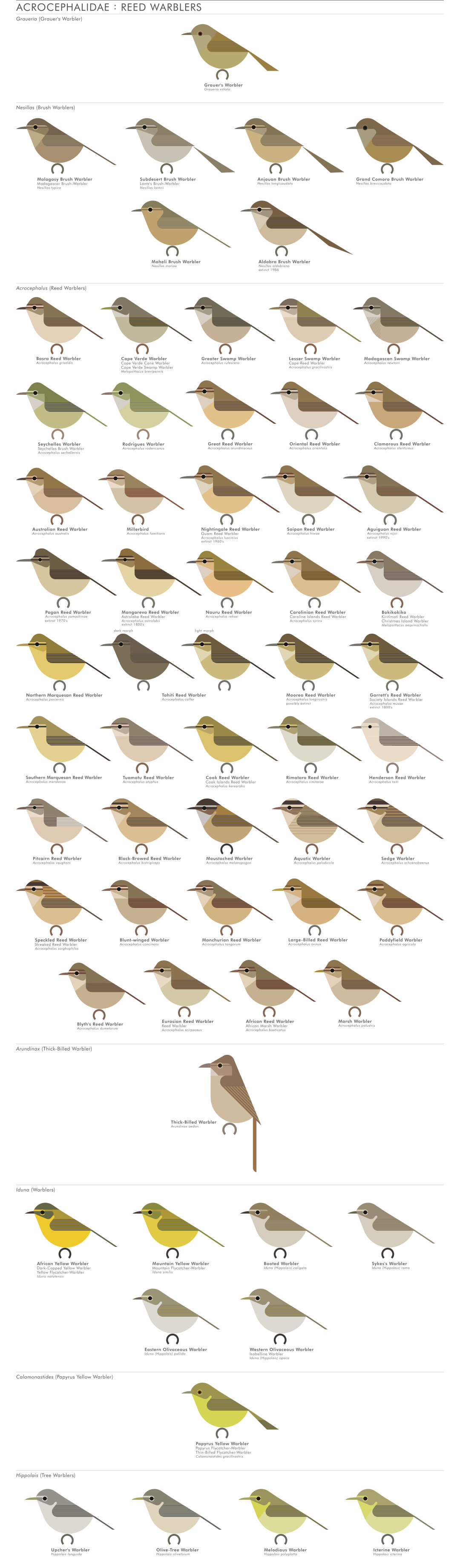 scott partridge - AVE - avian vector encyclopedia - reed warblers - bird vector art