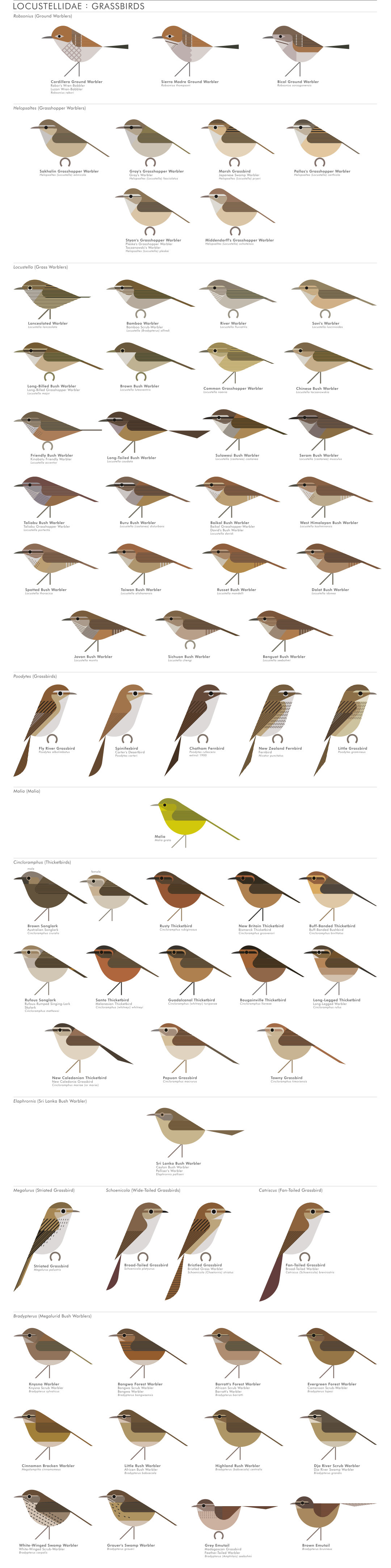 scott partridge - AVE - avian vector encyclopedia - grassbirds - bird vector art