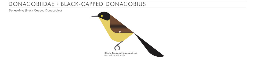 scott partridge - AVE - avian vector encyclopedia - donacobius - bird vector art