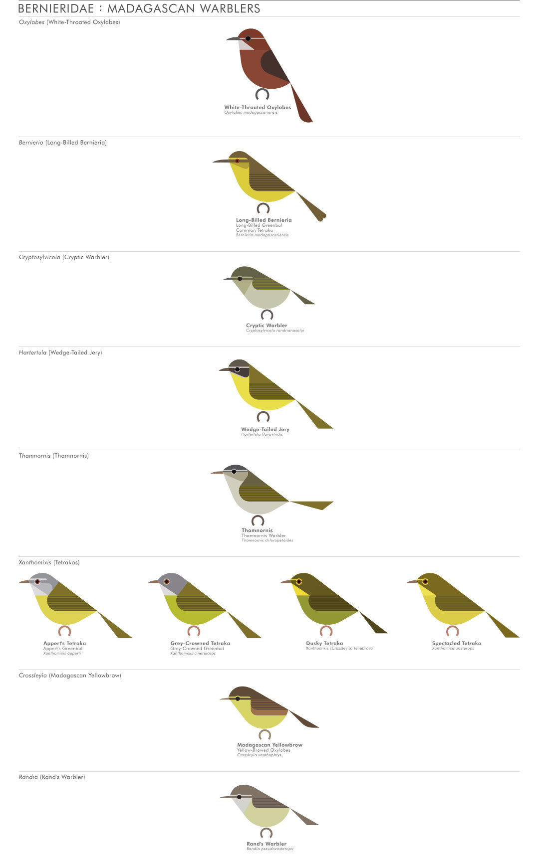 scott partridge - AVE - avian vector encyclopedia - madagascan warblers - bird vector art