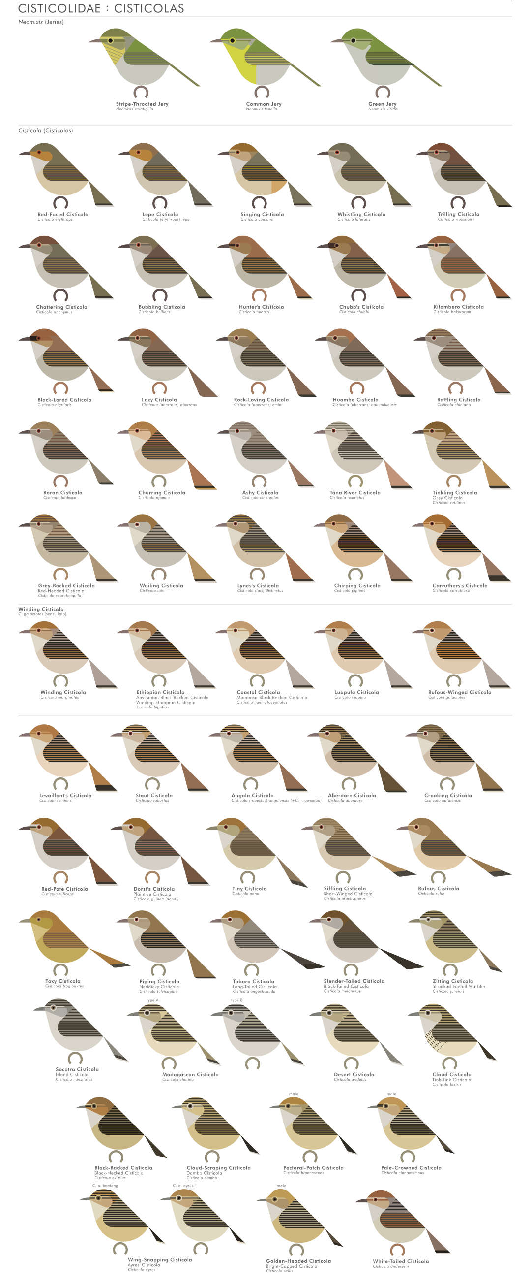 scott partridge - AVE - avian vector encyclopedia - cisticolas - bird vector art