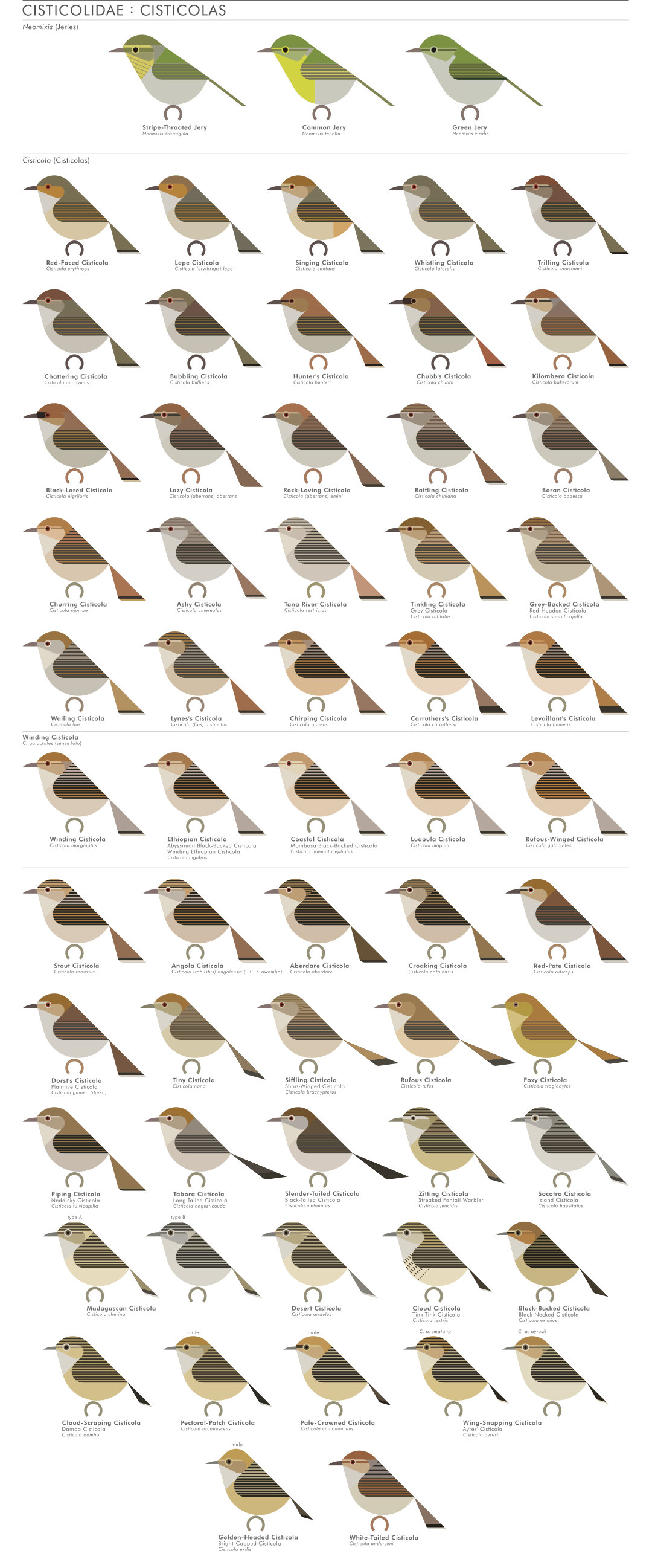 scott partridge - AVE - avian vector encyclopedia - cisticolas - bird vector art