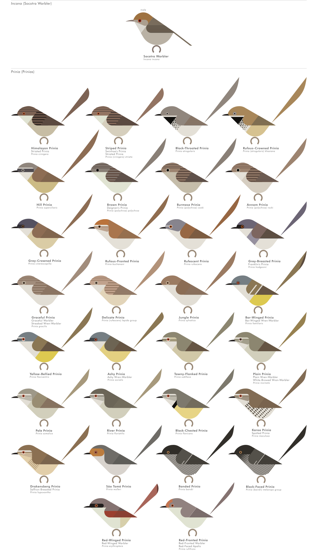 scott partridge - AVE - avian vector encyclopedia - prinias - bird vector art