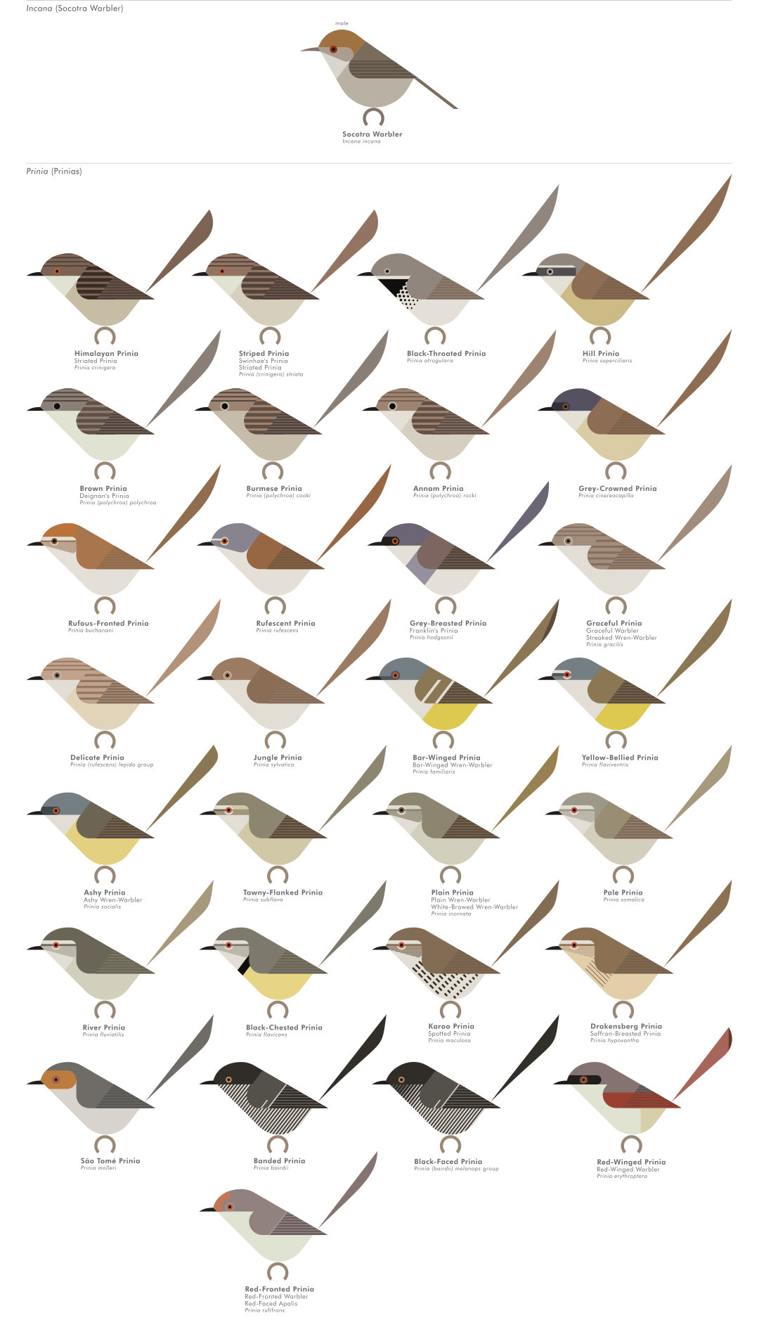 scott partridge - AVE - avian vector encyclopedia - prinias - bird vector art