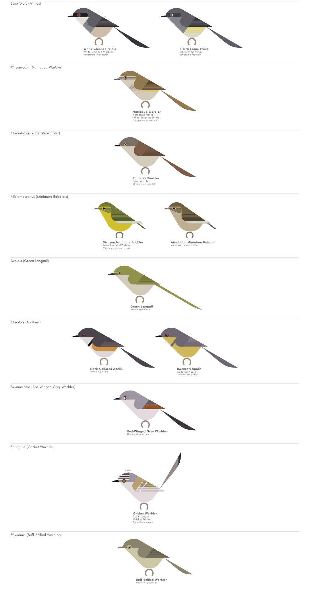 scott partridge - AVE - avian vector encyclopedia - prinias etc - bird vector art