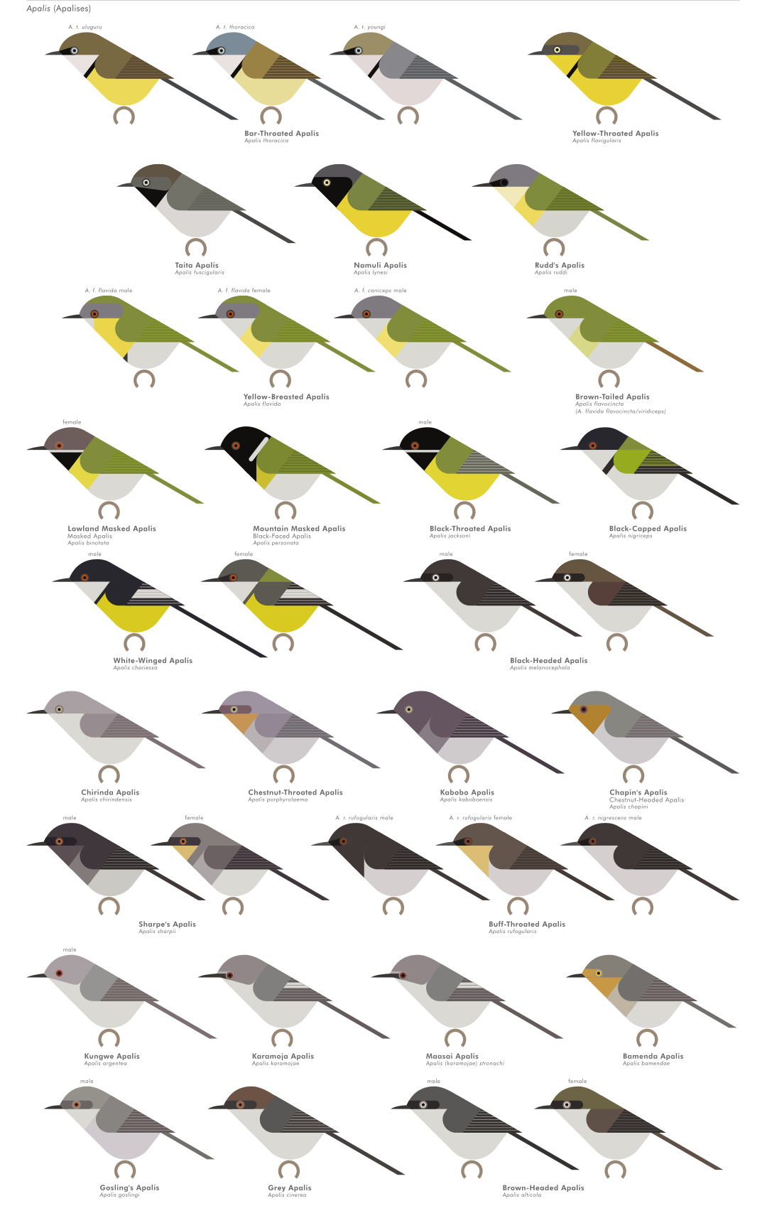 scott partridge - AVE - avian vector encyclopedia - prinias etc - bird vector art