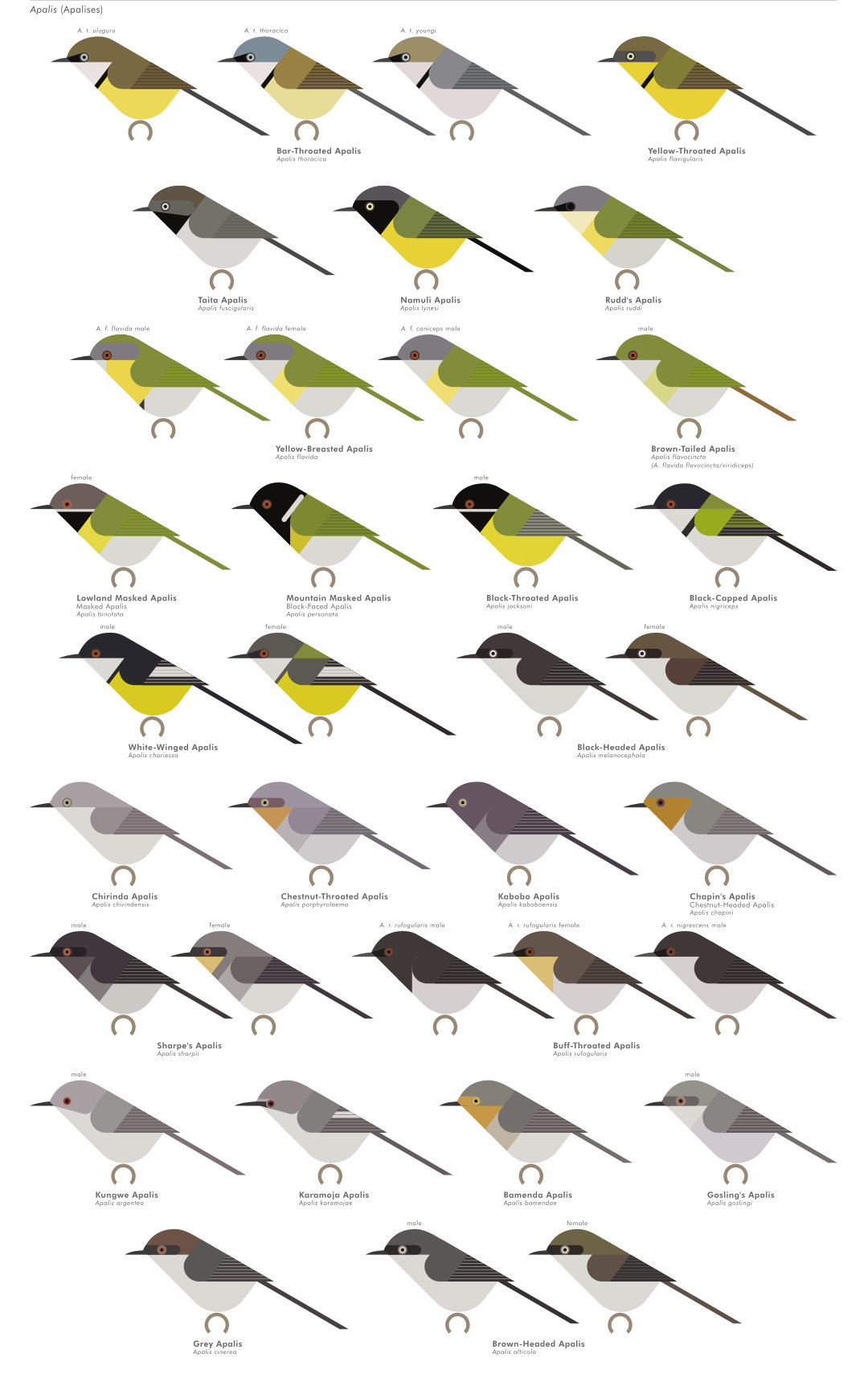 scott partridge - AVE - avian vector encyclopedia - prinias etc - bird vector art