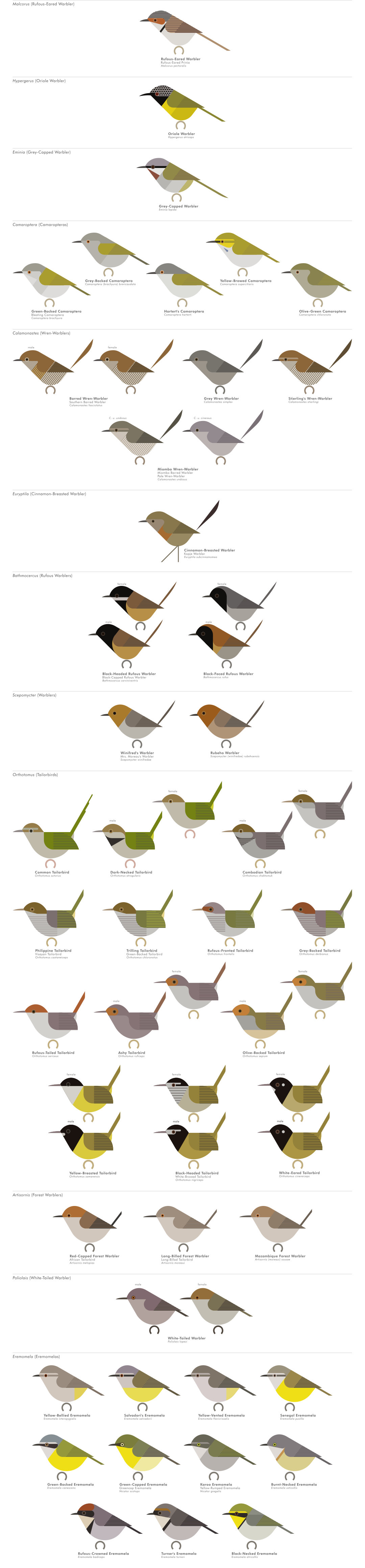 scott partridge - AVE - avian vector encyclopedia - cisticolas etc - bird vector art