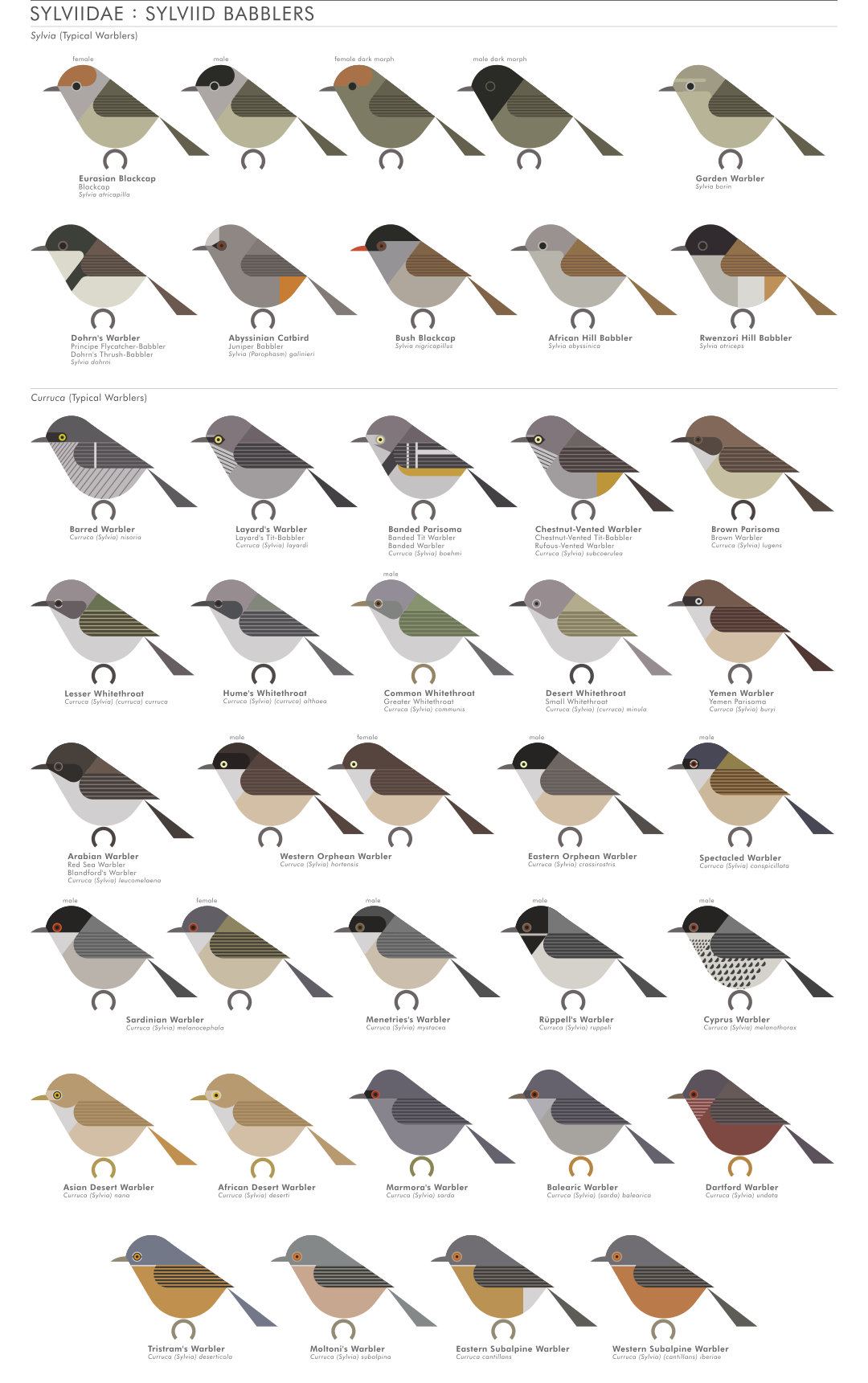 scott partridge - AVE - avian vector encyclopedia - sylvid warblers - bird vector art