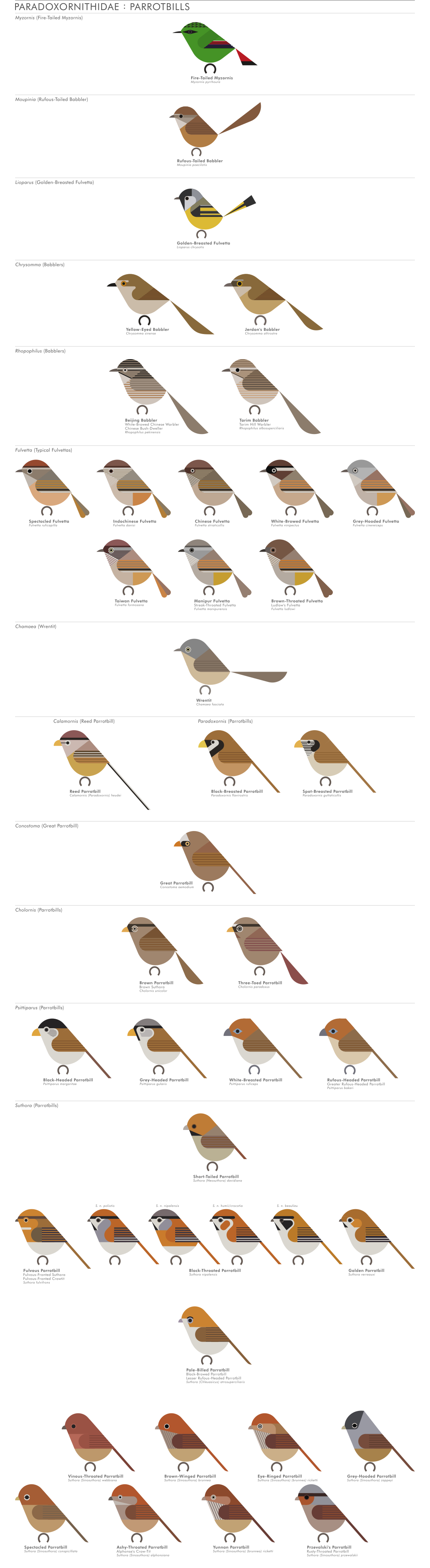 scott partridge - AVE - avian vector encyclopedia - parrotbills - bird vector art