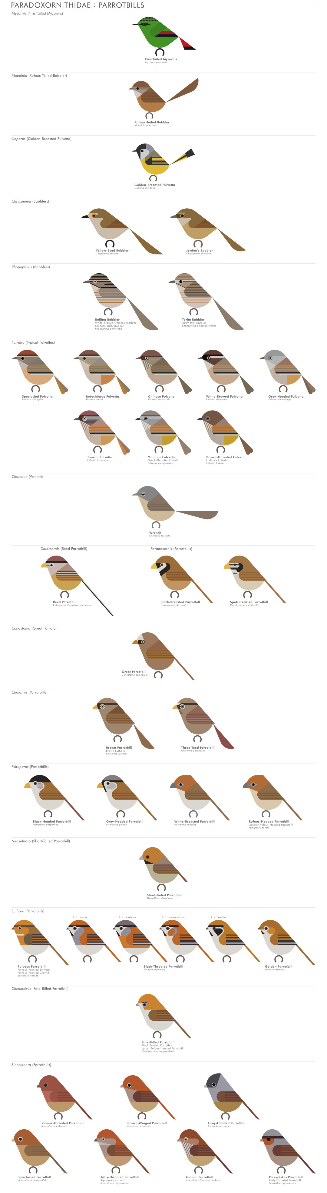 scott partridge - AVE - avian vector encyclopedia - parrotbills - bird vector art