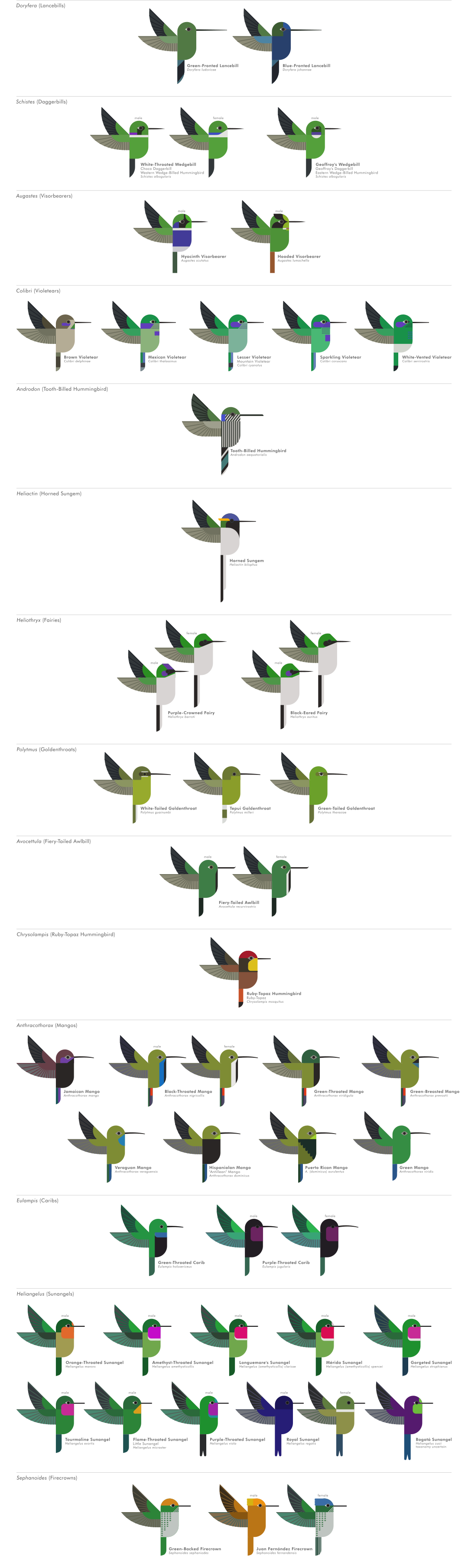 scott partridge - ave - avian vector encyclopedia - hummingbirds Trochilidae - vector bird art