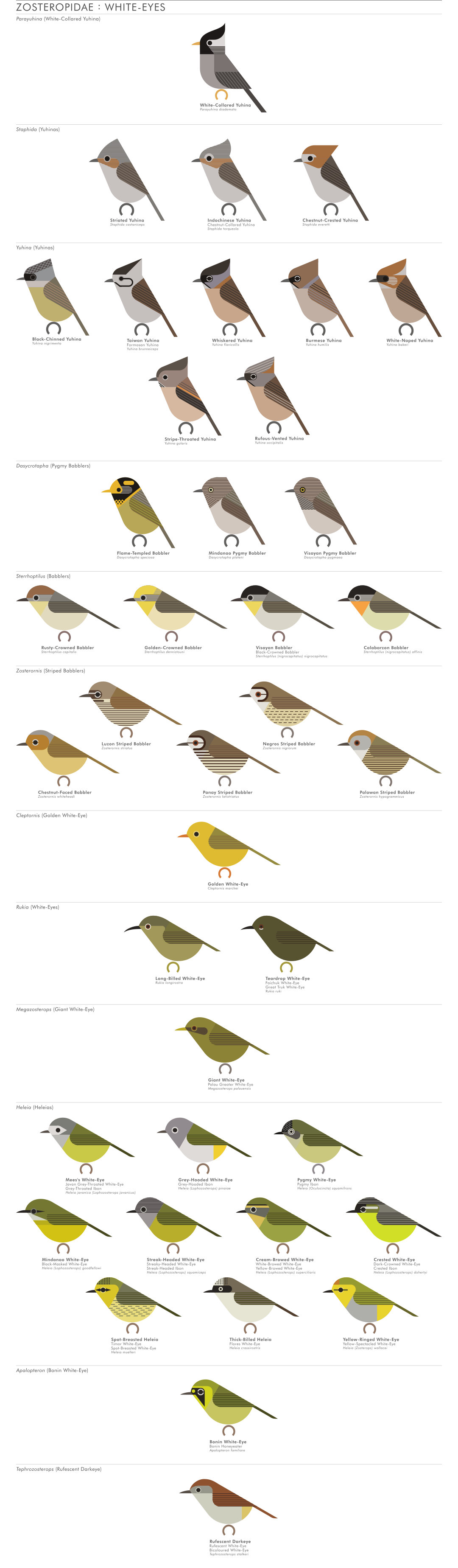scott partridge - AVE - avian vector encyclopedia - whiteeyes - bird vector art