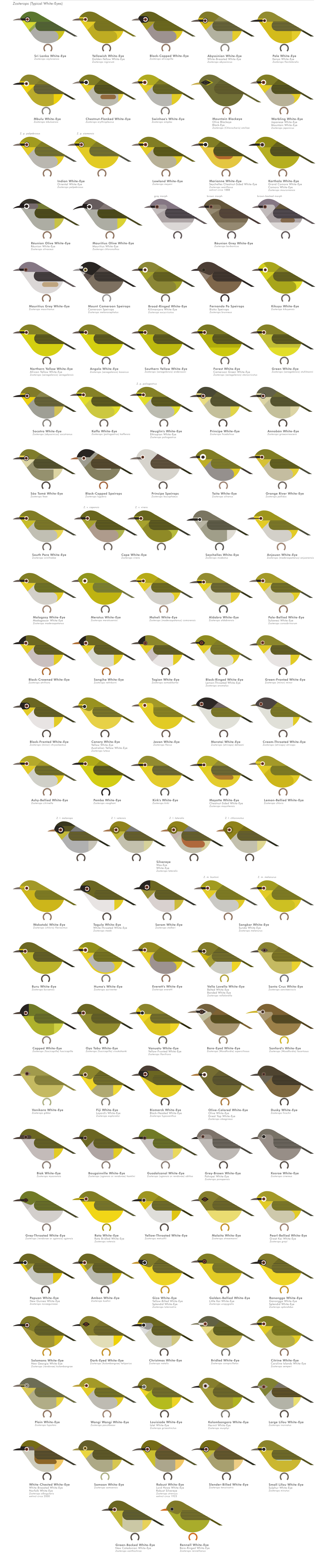 scott partridge - AVE - avian vector encyclopedia - zosterops whiteeyes - bird vector art