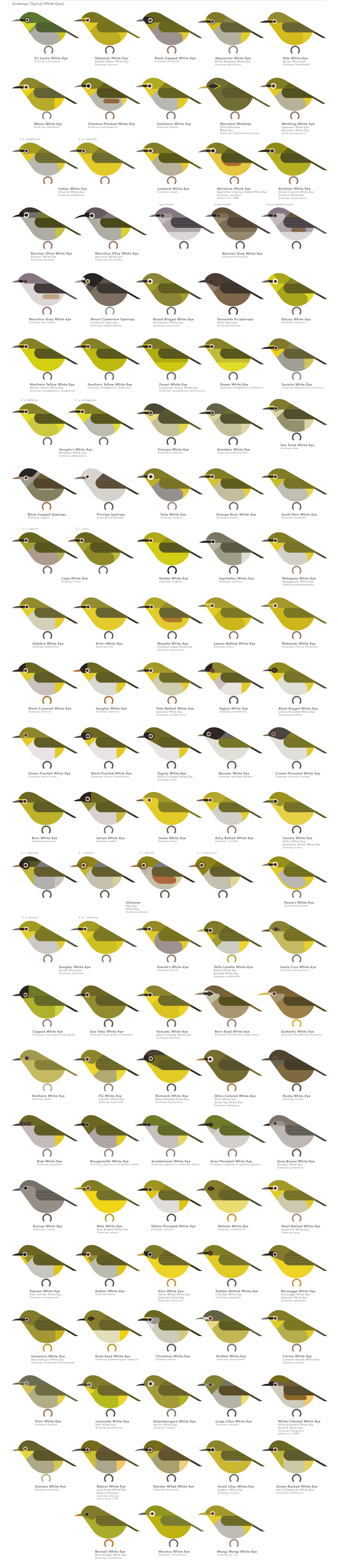 scott partridge - AVE - avian vector encyclopedia - zosterops whiteeyes - bird vector art