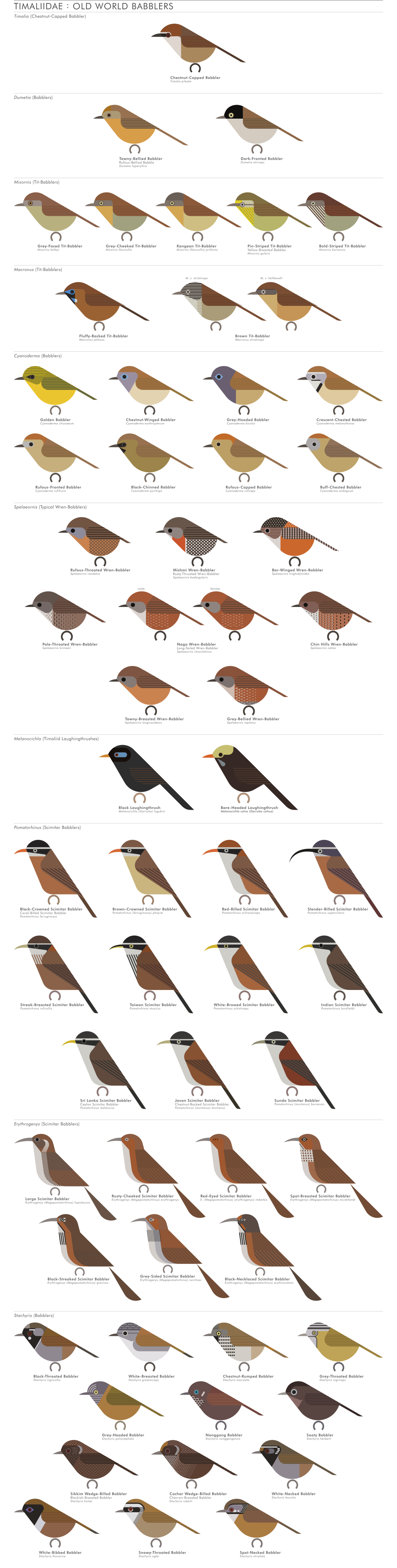 scott partridge - AVE - avian vector encyclopedia - old world babblers - bird vector art