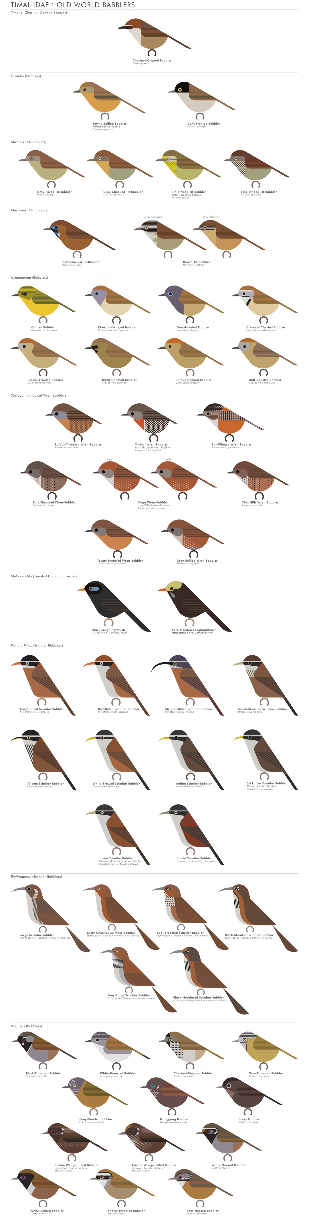 scott partridge - AVE - avian vector encyclopedia - old world babblers - bird vector art