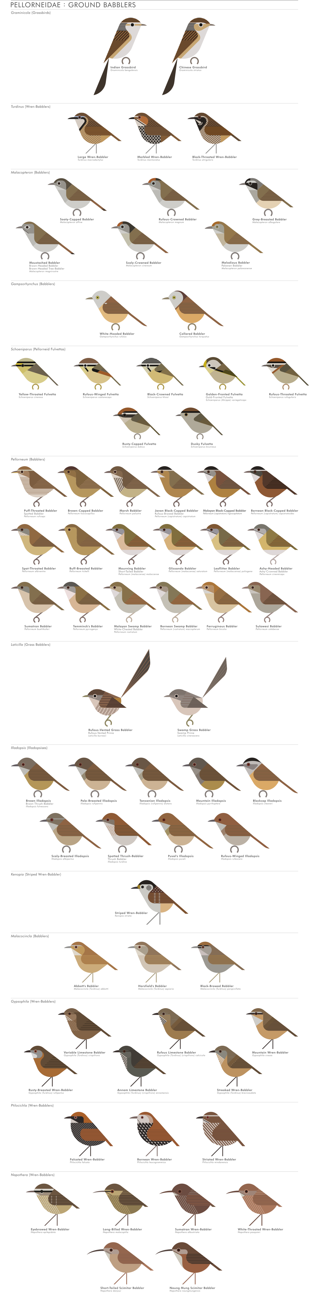 scott partridge - AVE - avian vector encyclopedia - ground babblers - bird vector art