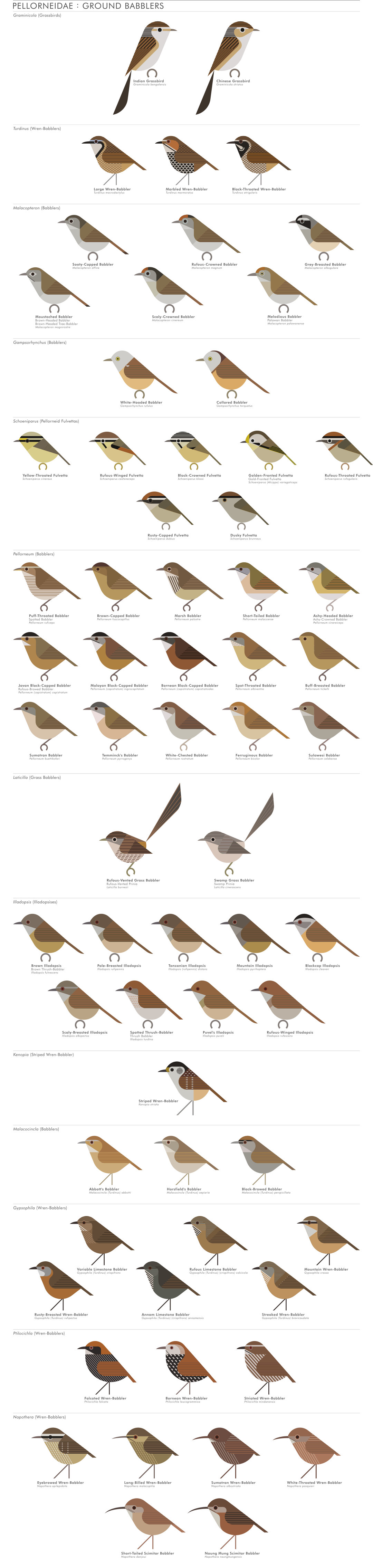 scott partridge - AVE - avian vector encyclopedia - ground babblers - bird vector art