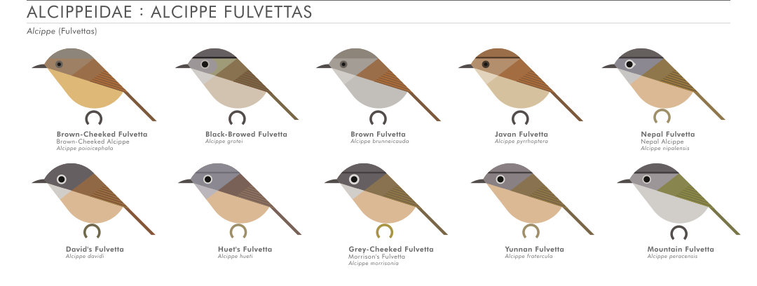 scott partridge - AVE - avian vector encyclopedia - Alcippe - bird vector art