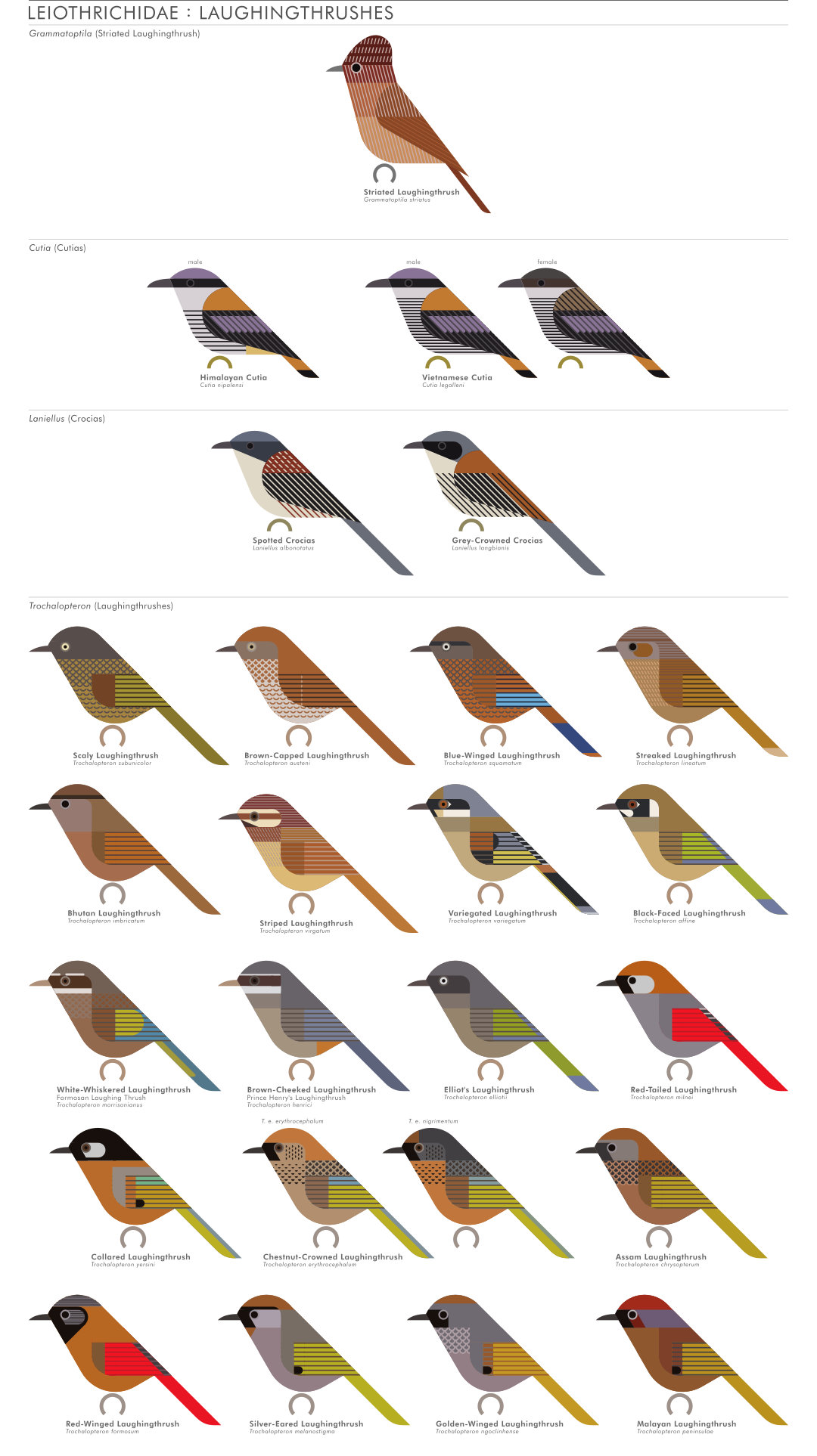 scott partridge - AVE - avian vector encyclopedia - laughingthrushes - bird vector art