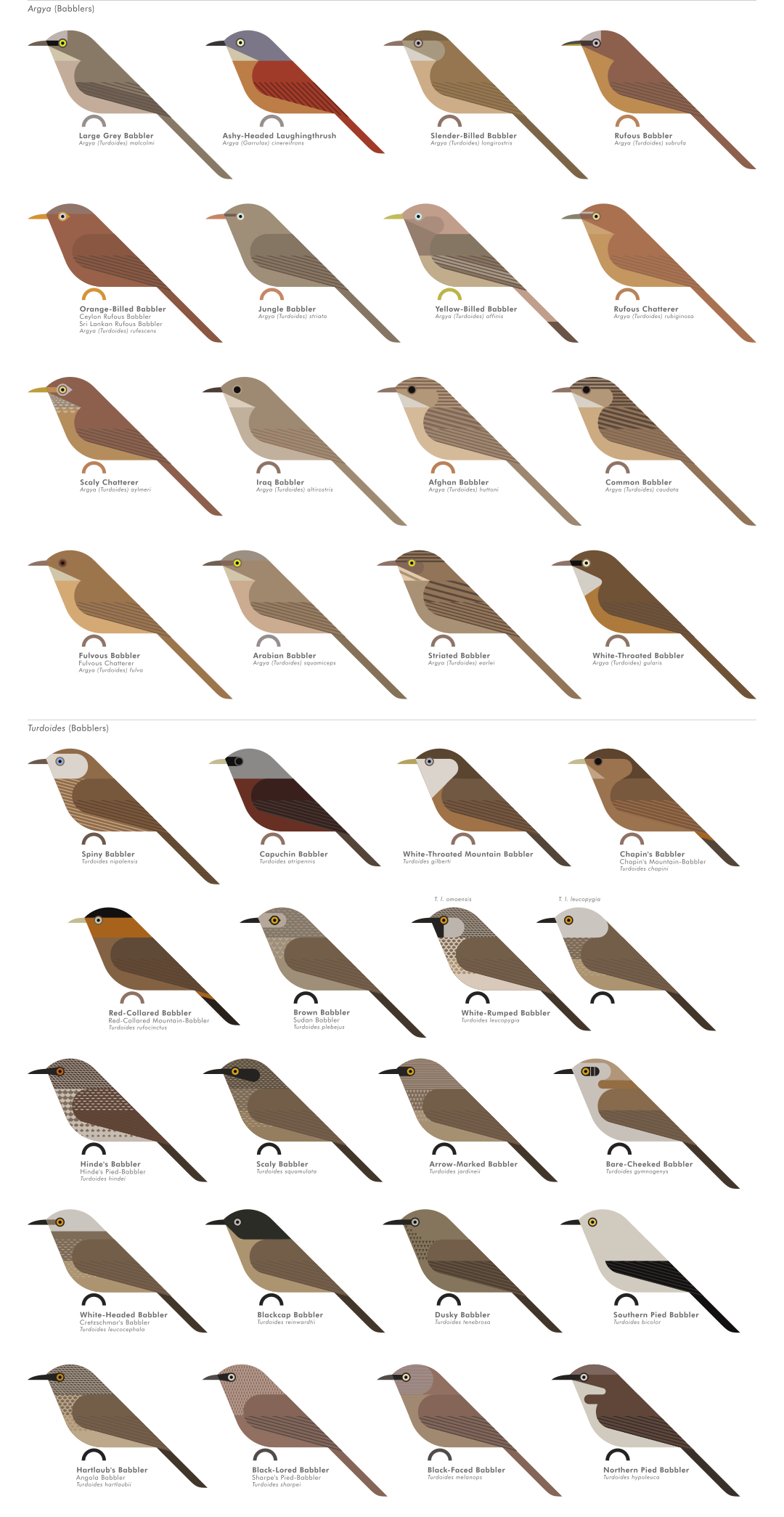 scott partridge - AVE - avian vector encyclopedia - laughingthrushes - bird vector art