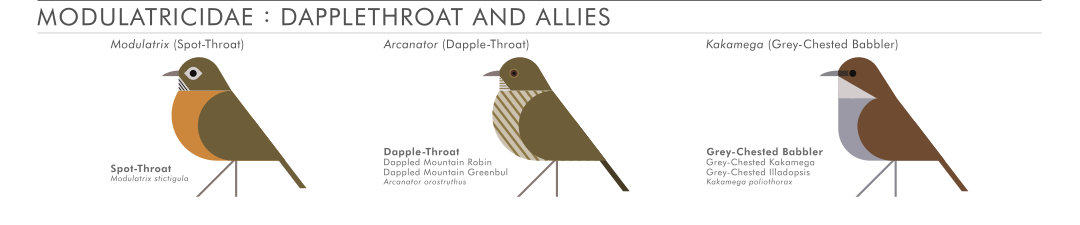 scott partridge - AVE - avian vector encyclopedia - Modulatricidae - bird vector art