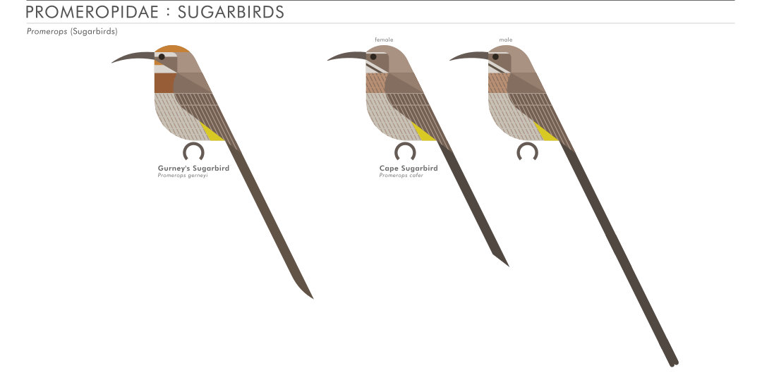 scott partridge - AVE - avian vector encyclopedia - sugarbirds - bird vector art