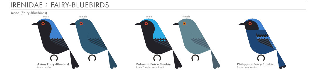 scott partridge - AVE - avian vector encyclopedia - fairybluebirds - bird vector art