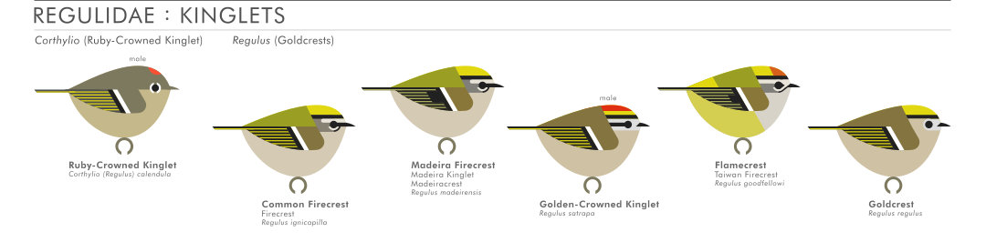 scott partridge - AVE - avian vector encyclopedia - kinglets - bird vector art