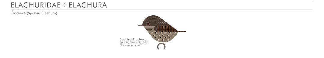 scott partridge - AVE - avian vector encyclopedia - elachura - bird vector art