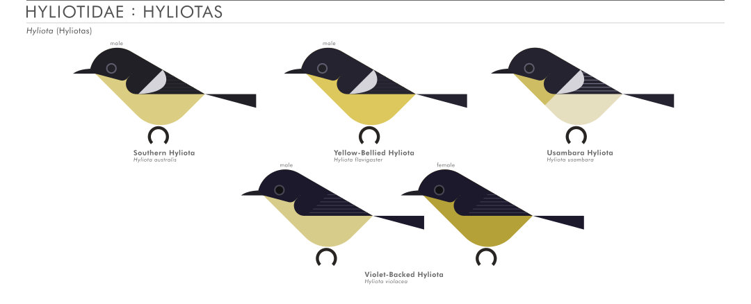 scott partridge - AVE - avian vector encyclopedia - hyliotas - bird vector art